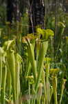 Yellow trumpets